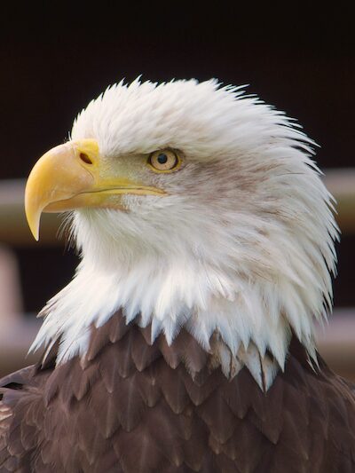 Weißkopfseeadler als symbolisches Krafttier